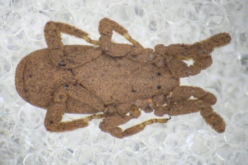 Anelasmocephalus brignolii